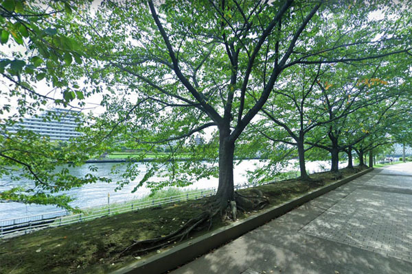 センチュリーパークタワー 石川島公園まで30m