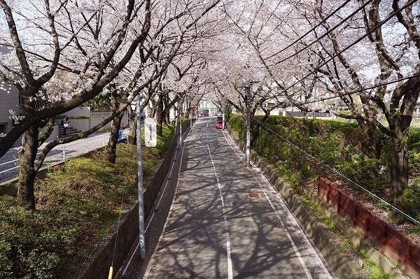 大田区田園調布本町 第2期 3号棟 桜坂