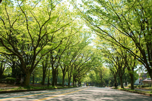 駒沢公園